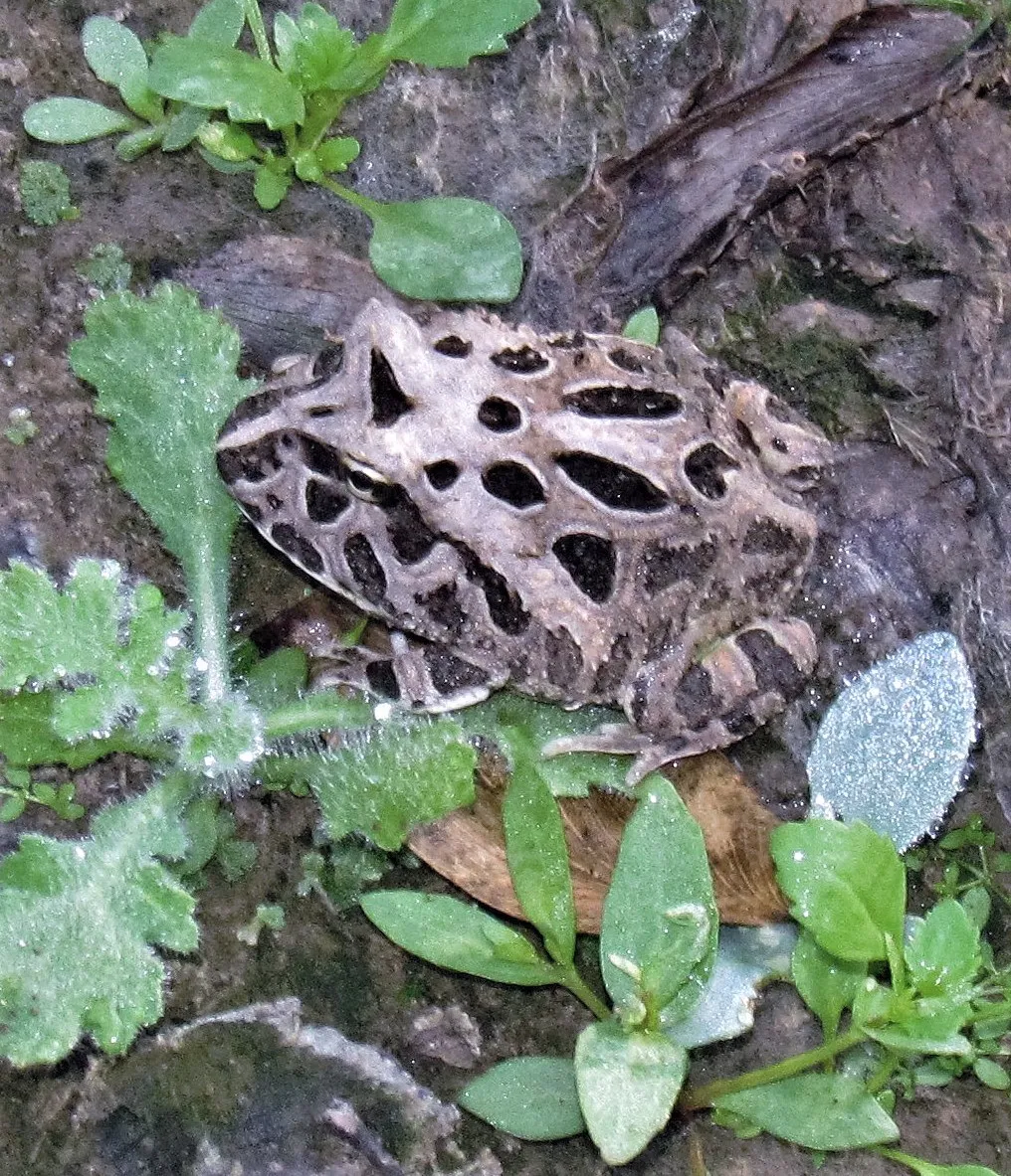 A Cranwell's horned frog (Ceratophrys cranwelli) photographed in the wild in Argentina, showing its wide mouth and mottled brown pattern