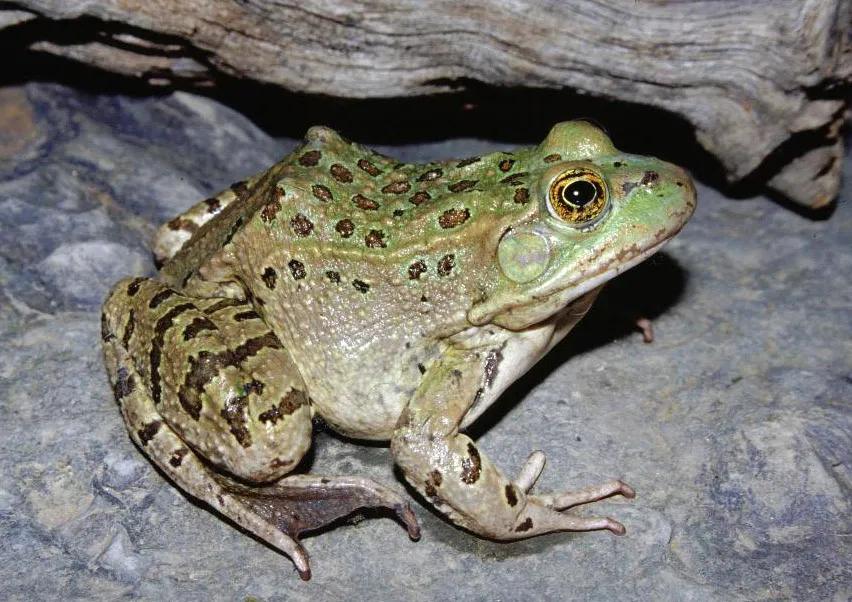 A spotted olive-green Chiricahua Leopard Frog resting on bare ground in Coconino National Forest, Arizona.