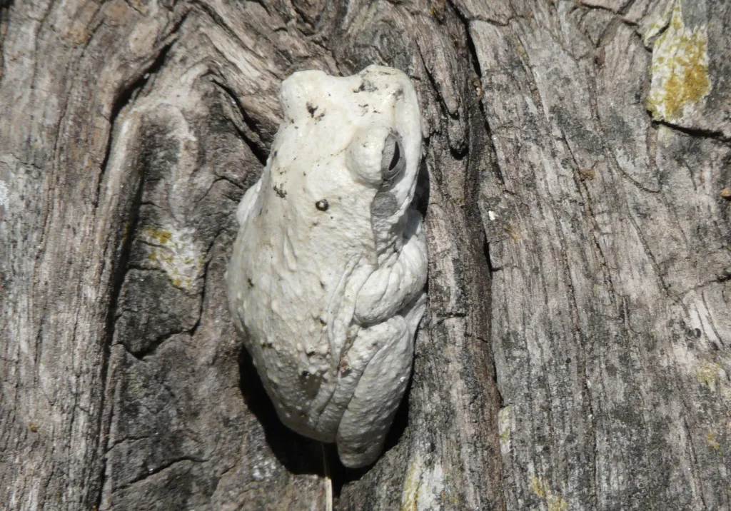 A grey foam-nest treefrog resting on a branch at Insindi Ranch, Gwanda, Zimbabwe.