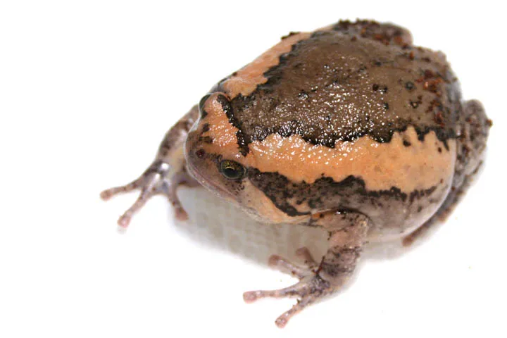 A chubby, dark brown Kaloula pulchra frog with copper-pink side stripes sitting on the ground.