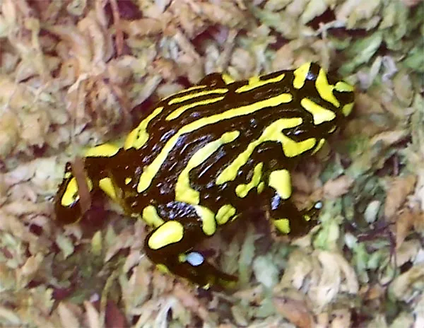 A captive southern corroboree frog (Pseudophryne corroboree) at Taronga Zoo in Sydney, showing its black and yellow striped pattern.