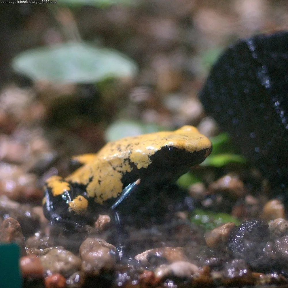 A splashback poison frog with an orange back and black legs on the forest floor.