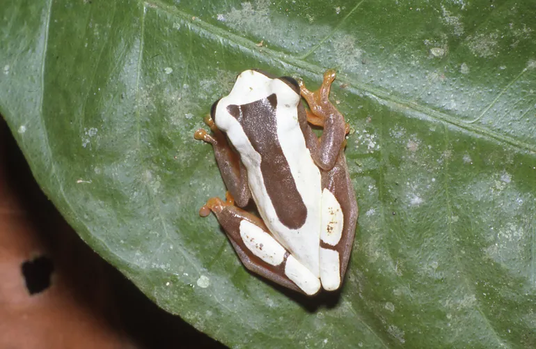 A Dendropsophus leucophyllatus treefrog with mottled brown and cream patterning resting on a leaf.