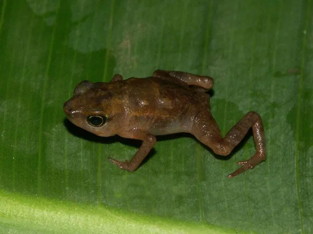 A tiny mottled brown four-digit toad (Didynamipus sjostedti) sitting among leaf litter.