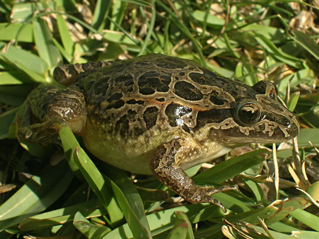 An Iberian painted frog (Discoglossus galganoi) photographed from the side after being found swimming in brackish water near Aveiro, Portugal.