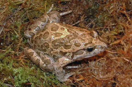 An adult Mediterranean painted frog (Discoglossus pictus) photographed in Terrasini, Italy.