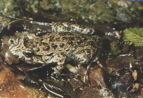 A Tyrrhenian painted frog with mottled brown and green skin resting on rock.