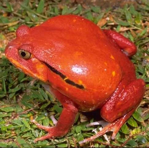 A tomato frog, a stout orange-red amphibian native to Madagascar, seen from above.