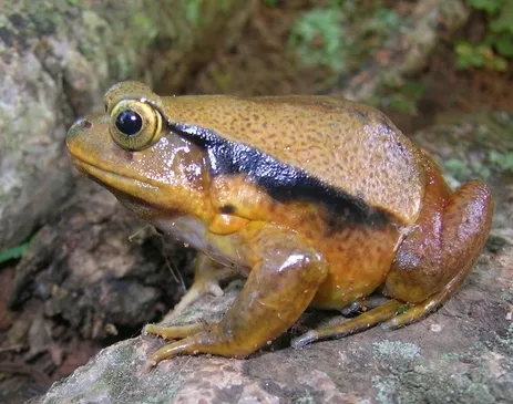 A Sambava tomato frog, a stout orange-red amphibian native to Madagascar, seen from the side.