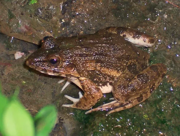 A crab-eating frog with mottled brown skin resting on the ground, photographed in Bogor, West Java, Indonesia.