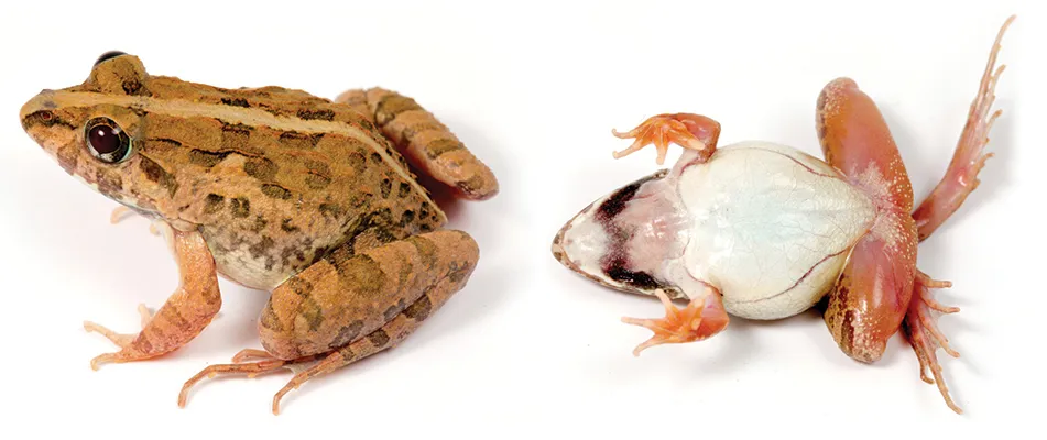 Paired dorsolateral and ventral photographs of a Fejervarya limnocharis individual from a scientific checklist figure.