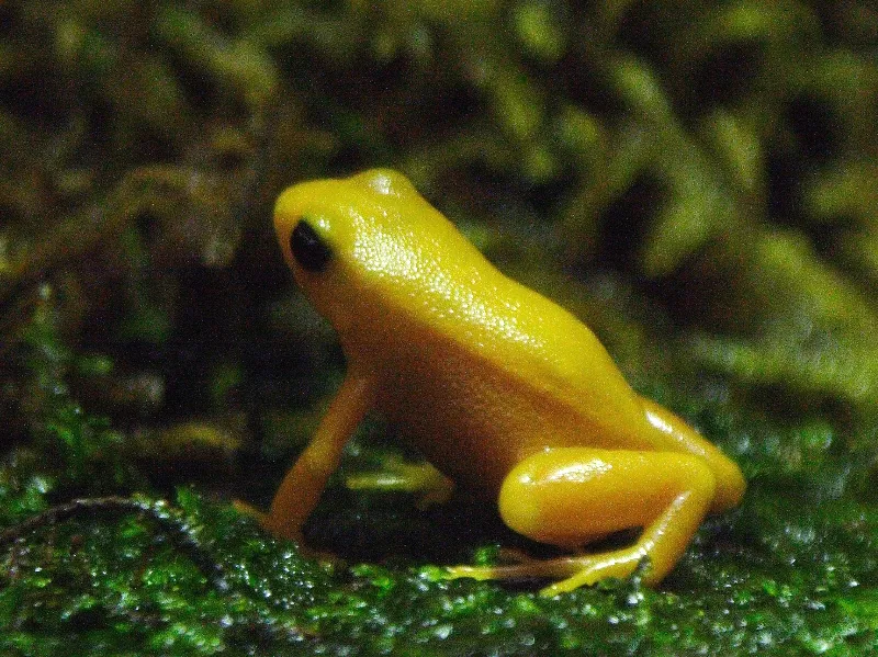 A golden mantella frog, a small bright orange amphibian, photographed at the Saint Louis Zoo.