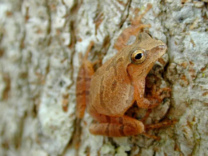An adult spring peeper (Pseudacris crucifer) on a leaf