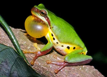 Hallowell's tree frog perched, showing its slender green body.