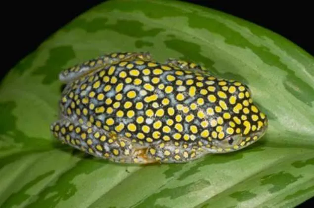 A Heterixalus alboguttatus reed frog perched on vegetation in Madagascar.