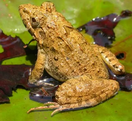 An Indian bullfrog, a large greenish-brown frog with ridged skin, photographed in Wynaad, Kerala, India.