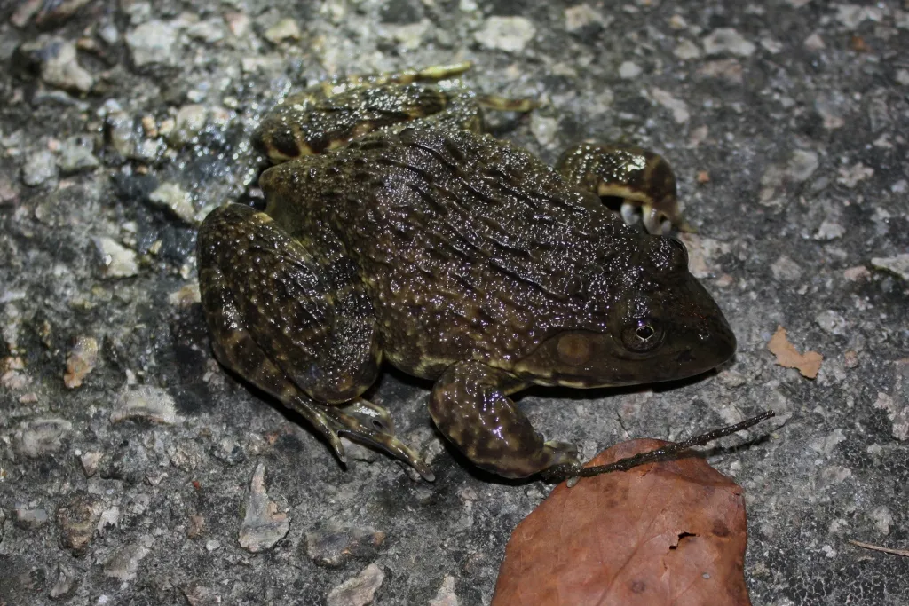 A Chinese bullfrog (Hoplobatrachus rugulosus) photographed in Sai Kung West Country Park, Hong Kong.