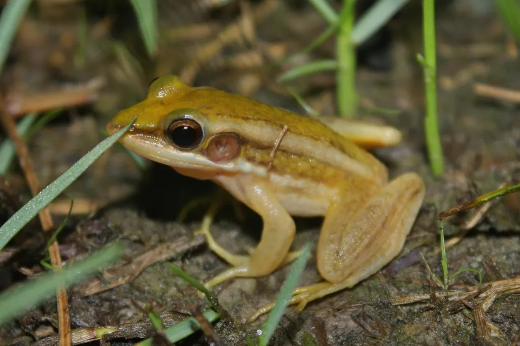 A single common green frog (Hylarana erythraea) resting near a pond in Kota Kinabalu, Malaysia.