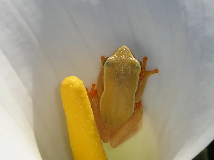 An arum lily frog, pale cream in colour, photographed against a neutral background.