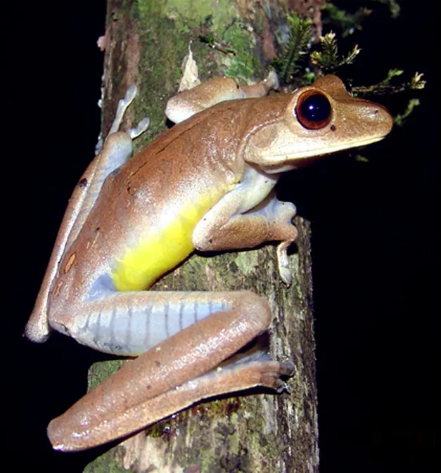 A blacksmith tree frog photographed against a black background, showing its mottled brown and tan skin.