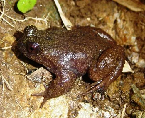 Insuetophrynus acarpicus, known locally as sapo de Mehuín, photographed in southern Chile.