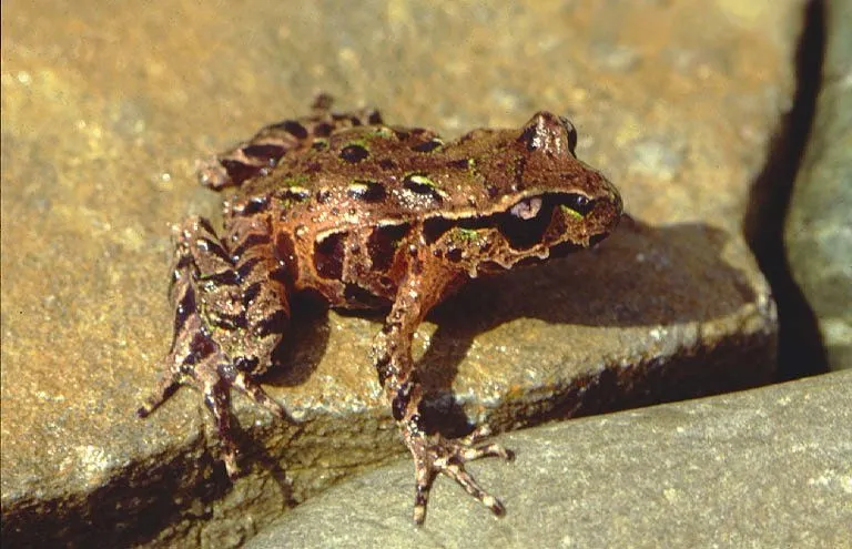 Archey's frog photographed in a natural pose showing its mottled brown body and short limbs.