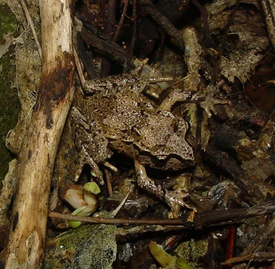 Hamilton's frog, a small mottled brown New Zealand frog, photographed by Phil Bishop.