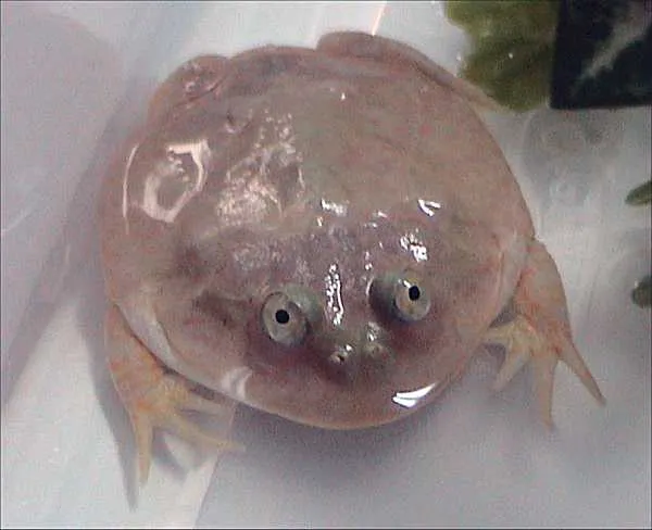 A Wednesday frog (Lepidobatrachus laevis) photographed against a neutral background.