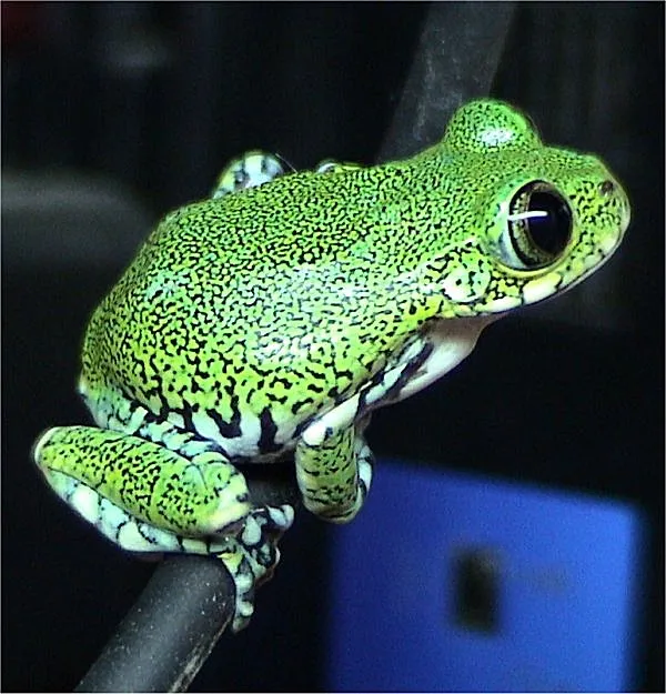 A big-eyed tree frog (Leptopelis vermiculatus) showing its characteristically large, prominent eyes.