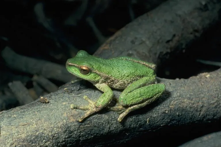 A spotted tree frog, Litoria spenceri, perched on wet rock