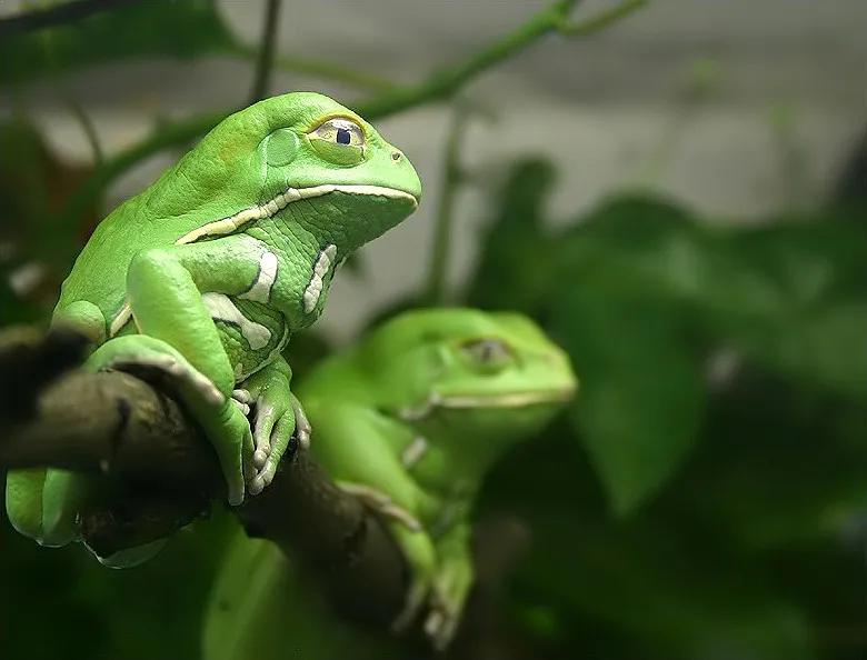 A waxy monkey leaf frog (Phyllomedusa sauvagii) perched on a branch at Frankfurt Zoo.