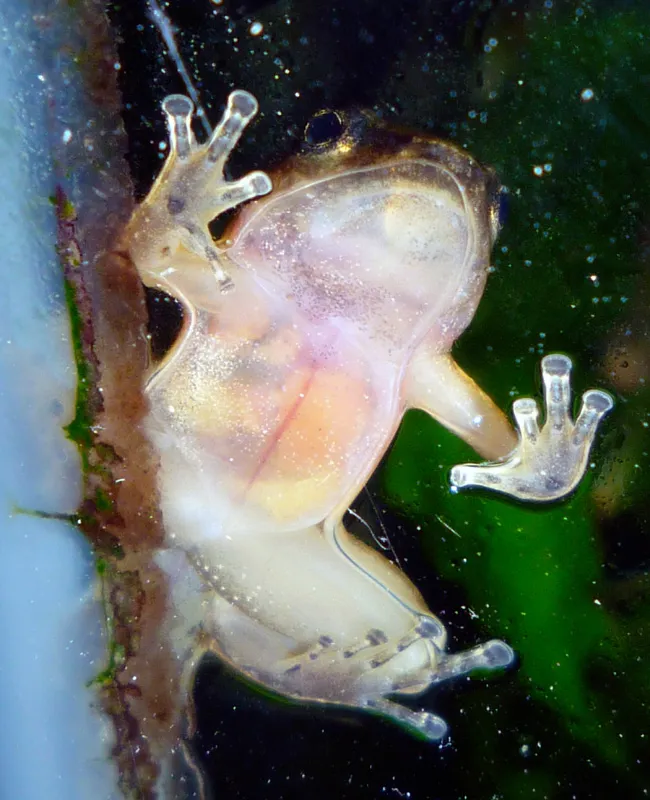 Close-up of a small Yellow-throated Frog (Mannophryne trinitatis) showing its mottled brown body.