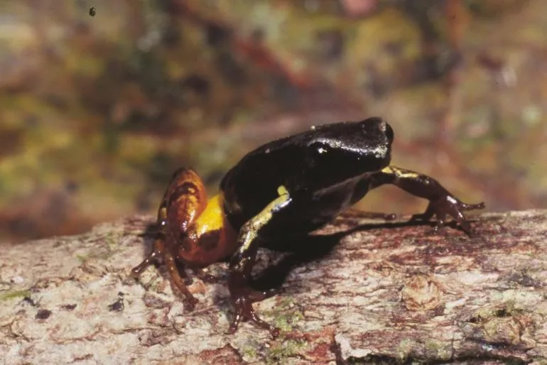 A small dark mantella frog with mottled brown and grey skin resting on leaf litter in a Madagascar rainforest.
