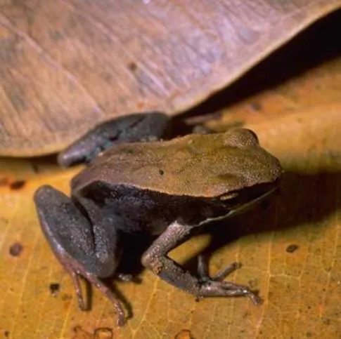 A small brown mantella frog with smooth skin, photographed against a plain background.