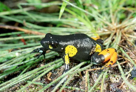 A small black frog with red markings on its limbs, Cowan's Mantella, photographed in Madagascar.