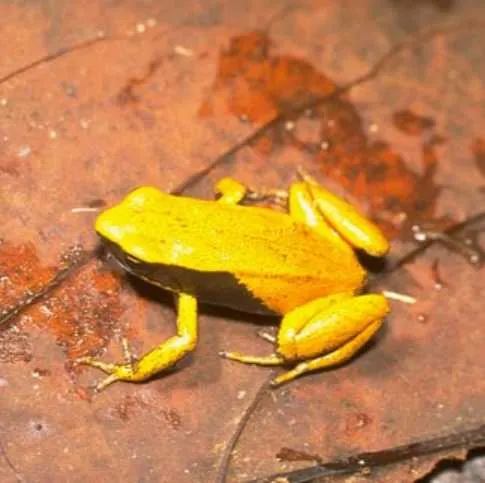 A yellow mantella frog photographed against a neutral background, showing its small body and yellow-toned colouring.