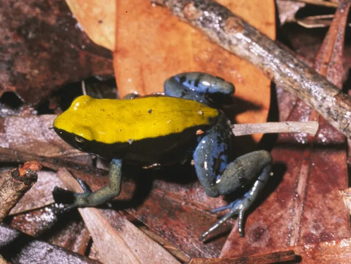 A small blue-legged mantella frog with a blue-green back and dark blue limbs, perched on rock.