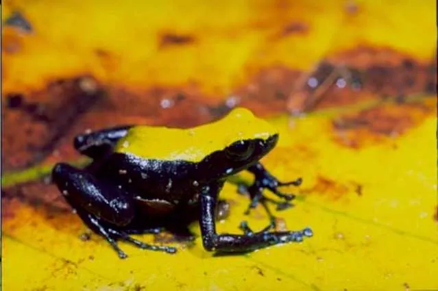 A small climbing mantella frog with a slender body, perched on vegetation in Madagascar.