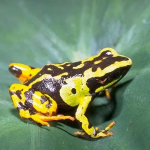 A Madagascan mantella frog with black and yellow streaked skin, photographed in its forest habitat.