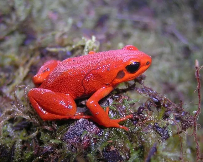 Close-up of a Black-eared Mantella frog showing its dark ear region.
