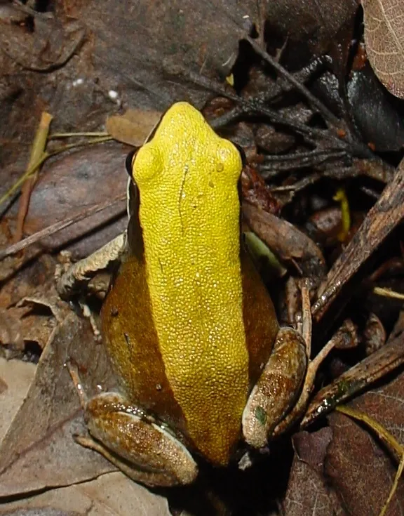 A Green Mantella frog on rocks near a small brook at Montagne des Français, Diego Suarez, Madagascar.