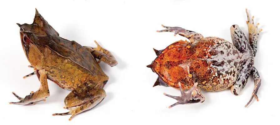 Dorsolateral and ventral views of a Long-nosed Horned Frog specimen from Sabah, Malaysia.