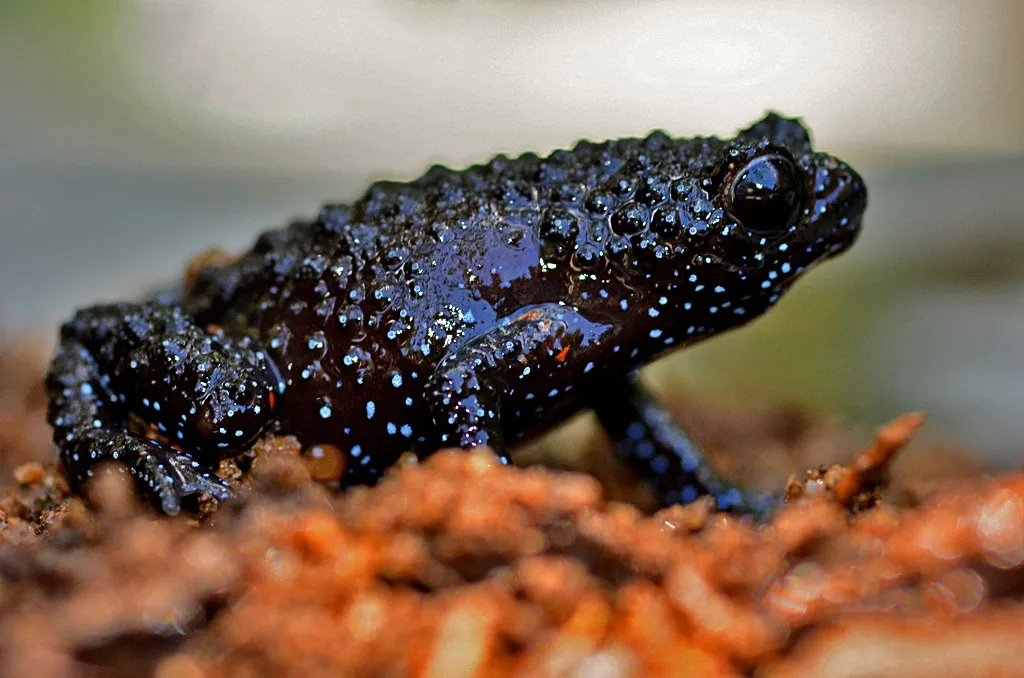 A dark-coloured Melanobatrachus indicus (Malabar black narrow-mouthed frog) photographed in its natural habitat in the Western Ghats of Kerala, India.