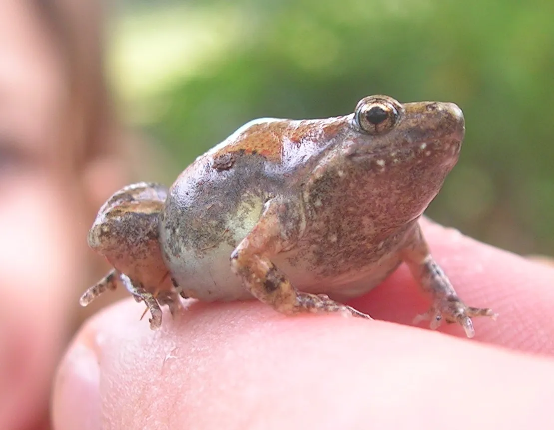 A small ornate narrow-mouthed frog, Microhyla ornata, photographed in the Javadi Hills, Tamil Nadu, India.