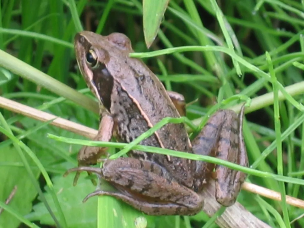 A Japanese brown frog photographed against a plain background, showing its smooth brown body and pointed snout.