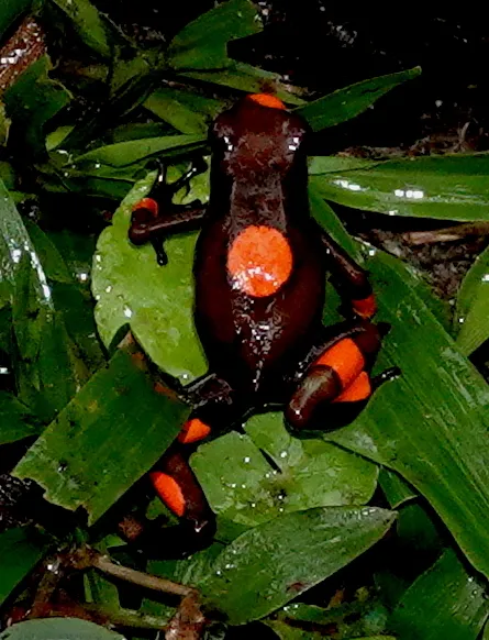A harlequin poison frog photographed in the Choco rainforest of Colombia.