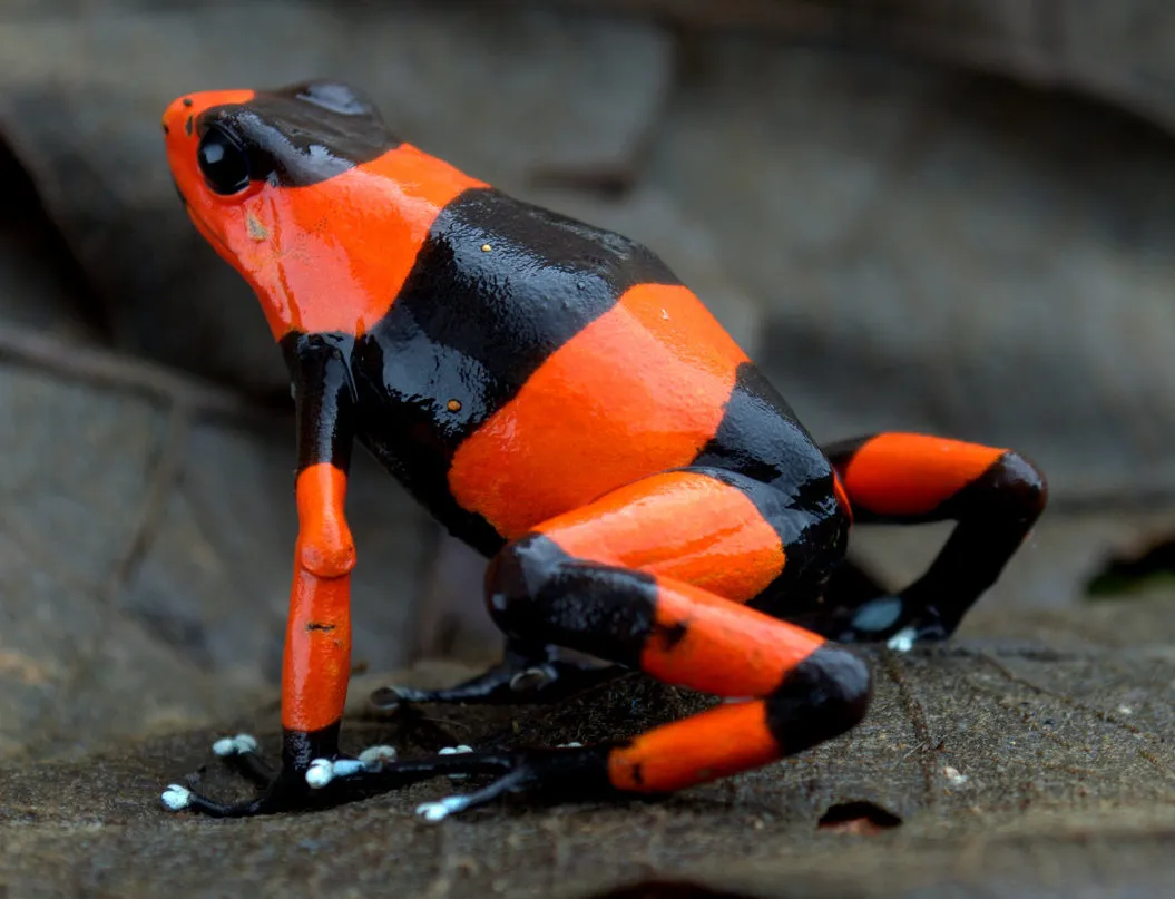 A red-banded poison frog with a dark body and broad orange-red dorsal stripe, photographed in Colombia.