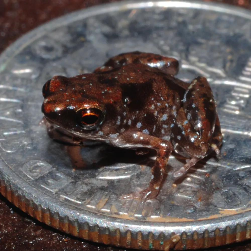 A paratype specimen of Paedophryne amauensis resting on a U.S. dime, showing how small the frog is compared with the 17.91 mm coin.