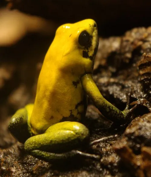 A yellow-orange Black-legged dart frog with black limbs, photographed at a museum frog exhibit.