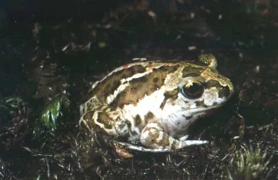 A common spadefoot toad (Pelobates fuscus fuscus) photographed by Franco Andreone.
